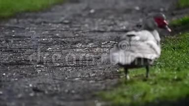淋雨后一只的鸭子在小路上打扫卫生